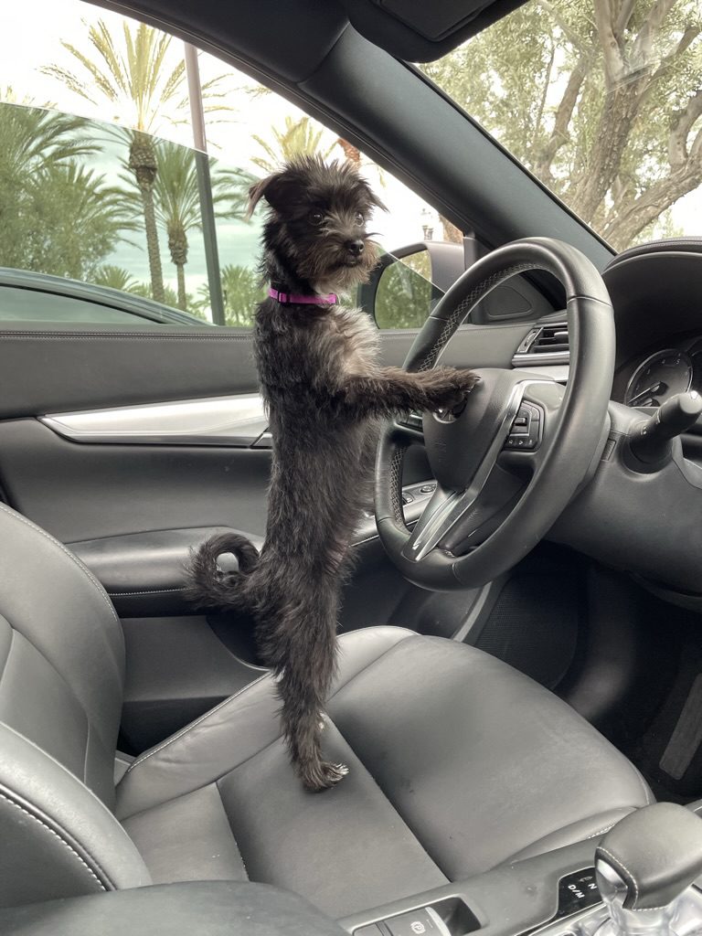 Small dog with paws on car steering wheel